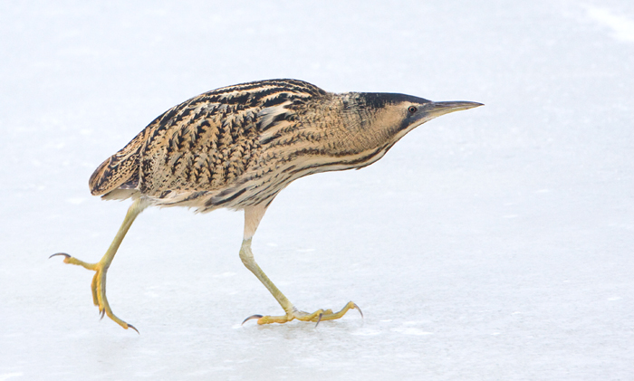 geen dekking toch sluipen.jpg